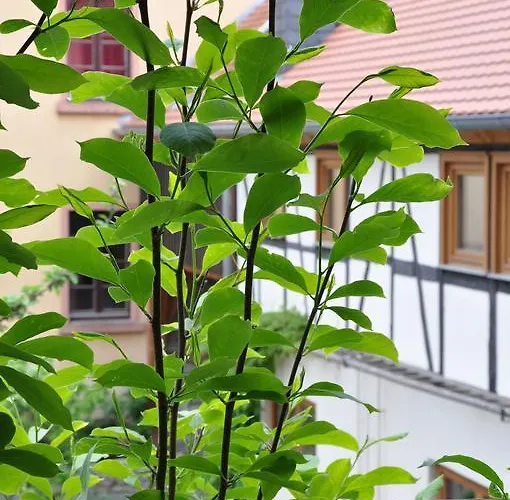 Guest house Gastezimmer Am Hof Frankfurt am Main